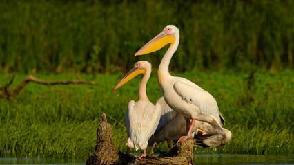 Pair of Great White Pelican (Pelecanus onocrotalus) in Danube Delta