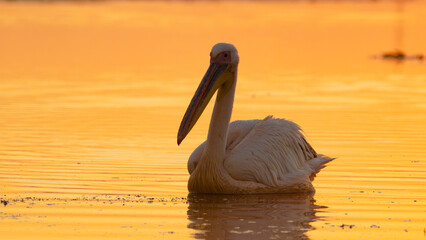 Great White Pelican (Pelecanus onocrotalus) in sunrise light
