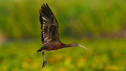 Glossy Ibis taking off