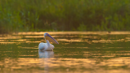 Great White Pelican (Pelecanus onocrotalus) in sunrise light