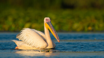 Great White Pelican on water