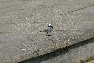 White wagtail (Motacilla alba) sitting on a stone path in Zurich, Switzerland