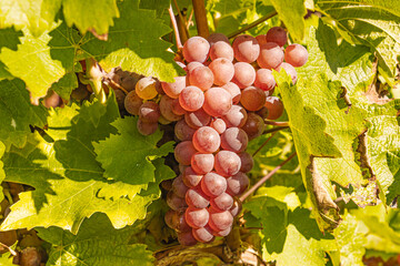 Red wine grapes hang ripe on vines during the Moselle grape harvest. Rolling vineyard slopes, river landscape, and autumn light create a scenic wine-growing region rich in tradition, nature, and agric