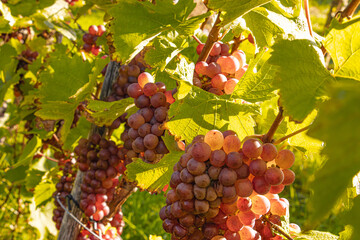 Red wine grapes hang ripe on vines during the Moselle grape harvest. Rolling vineyard slopes, river landscape, and autumn light create a scenic wine-growing region rich in tradition, nature, and agric