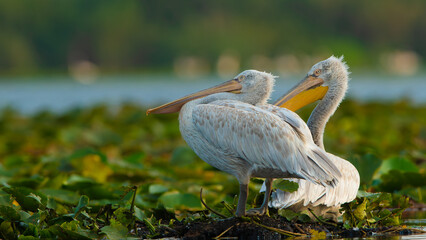Pair of Dalmatian Pelicans resting