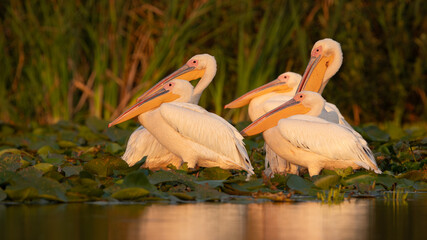 Flock of Great White Pelicans resting