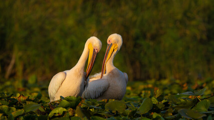 Pair of Great White Pelican (Pelecanus onocrotalus) in Danube Delta