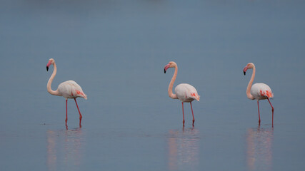 Greater Flamingos in Water