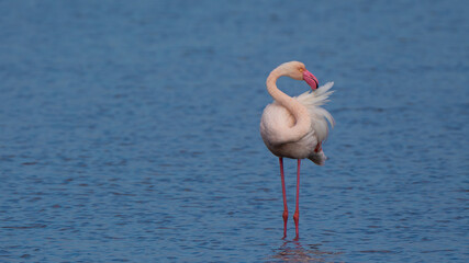 The greater flamingo (Phoenicopterus roseus) in water