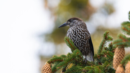 The northern nutcracker (Nucifraga caryocatactes) on a fir tree
