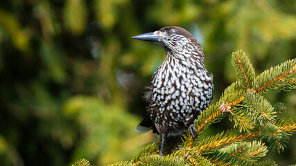 The northern nutcracker (Nucifraga caryocatactes) on a fir tree