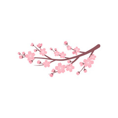 Delicate pink cherry blossom branch with blooms and buds against a clean white background