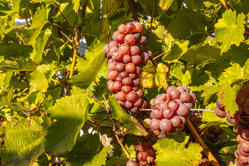 Red wine grapes hang ripe on vines during the Moselle grape harvest. Rolling vineyard slopes, river landscape, and autumn light create a scenic wine-growing region rich in tradition, nature, and agric