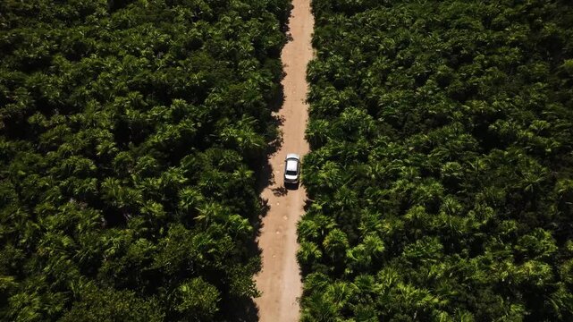 4K aerial drone view of car driving through tropical palm forest in Sian Kaan reserve Mexico
