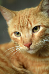 Portrait of red street cat