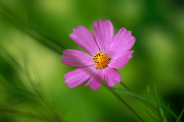 Obraz premium Colorful flowers in summer garden