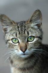 Portrait of cute grey cat