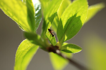 Tiny ant sitting on green leaf