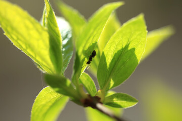 Tiny ant sitting on green leaf