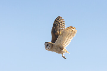 A Barn Owl looks towards the left as it flies across a pale blue winter evening sky with wings raised in a V shape, the low angle sunlight glowing through the wing feathers.