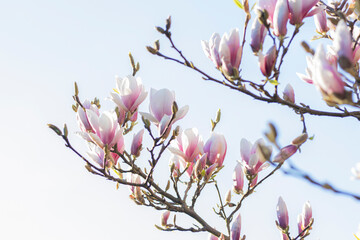 Magnolienblüten