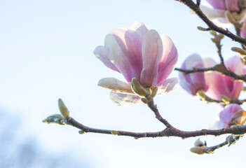 Magnolienblüten