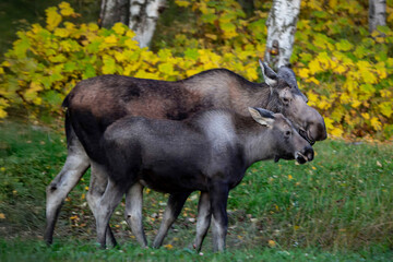 Moose cow and calf