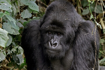 Mountain gorilla in the wild