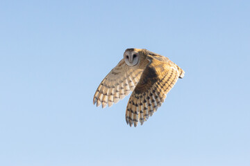 A Barn Owl is side lit by low angle sunlight as it flies through a pale blue winter sky while looking towards the camera.