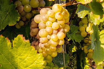 Close-up of green grapes hanging on the vine during harvest season, sunlit leaves surrounding ripe clusters in a vineyard, symbolizing viticulture, fresh fruit, and traditional winemaking in late summ