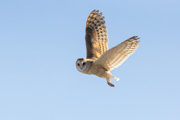 A Barn Owl looks towards the camera as it flies across a pale blue winter evening sky with wings raised in a V shape, the low angle sunlight glowing through the wing feathers.