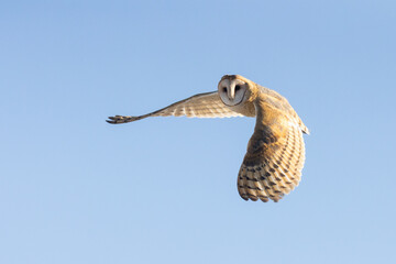 A Barn Owl flies through a pale blue winter sky with wing tips bending on the down beat as it turns its head to look towards the camera in warm, low angle sunset light.