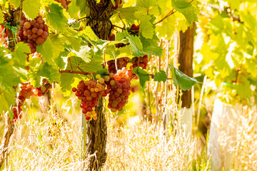 Red wine grapes hang ripe on vines during the Moselle grape harvest. Rolling vineyard slopes, river landscape, and autumn light create a scenic wine-growing region rich in tradition, nature, and agric