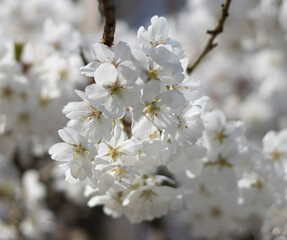 Weiße Kirschblüten