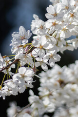 Weiße Kirschblüten