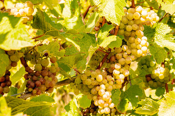 Close-up of green grapes hanging on the vine during harvest season, sunlit leaves surrounding ripe clusters in a vineyard, symbolizing viticulture, fresh fruit, and traditional winemaking in late summ