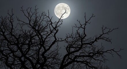 Spooky Silhouette Tree Under a Full Moon Night Sky