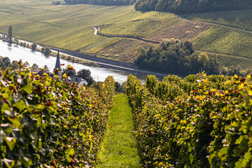 Grape harvest in the Moselle vineyard with ripe grapes on steep slopes, workers harvesting by hand in a traditional wine region, surrounded by rolling hills, river landscape, and warm autumn light.