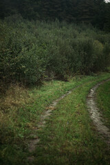 dirt road in the woods