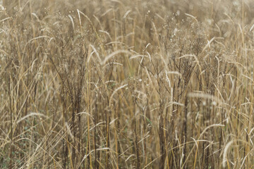 golden wheat field