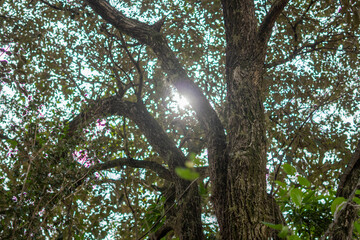 Reflection of the Sun among the trees
