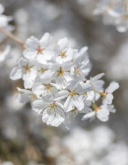 Weiße Kirschblüten