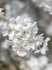 Weiße Kirschblüten