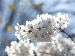 Weiße Kirschblüten