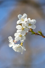 Weiße Kirschblüten