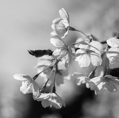 Weiße Kirschblüten