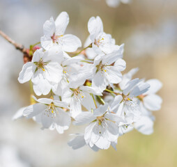 Weiße Kirschblüten