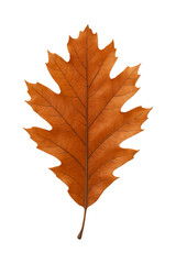 Fototapeta premium Dried Oak Leaf High quality Realistic image.