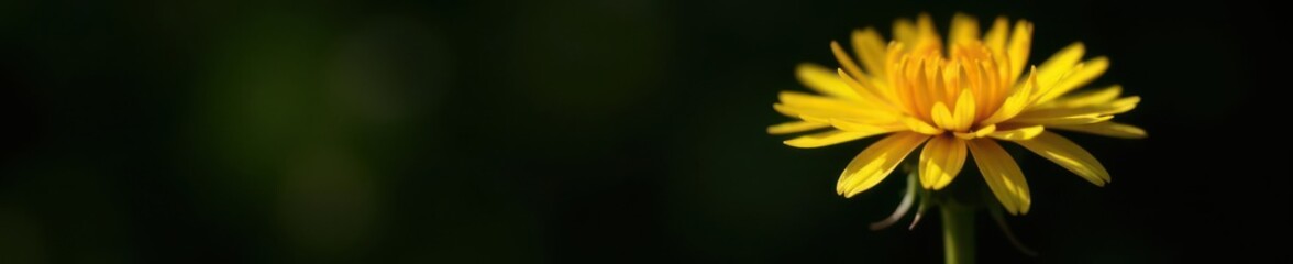 Fototapeta premium Single dandelion, sunny yellow petals, dark background, bright, plant, bright