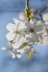 Weiße Kirschblüten